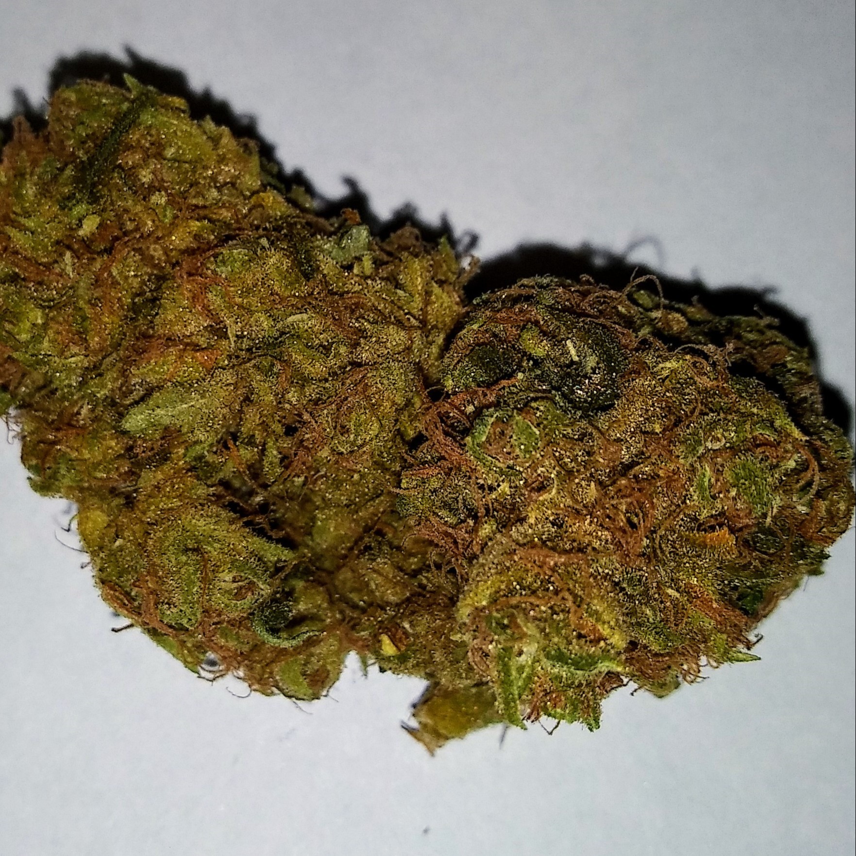 Golden Goat